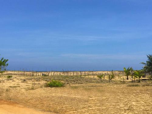 a field with palm trees and a blue sky at Kadjan villa in Arugam Bay