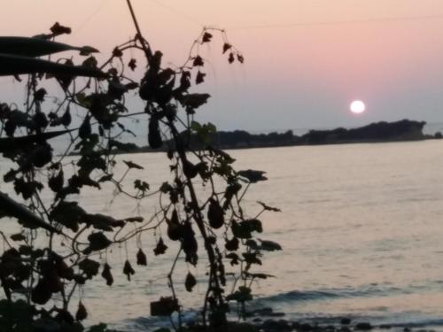a silhouette of a tree with the sunset in the background at Armiriki Apartments in Korakokhórion