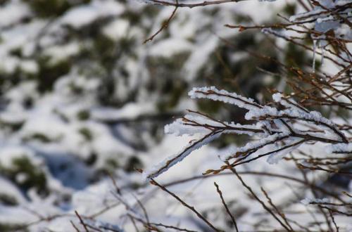 a snow covered tree branch with snow on it at Interbeira Sandomil River Cottage in Seia
