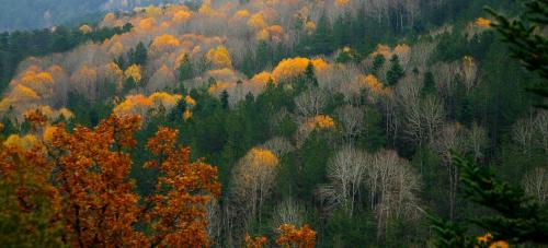 a forest filled with lots of trees in autumn at Hotel Villa Drosos in Litochoro