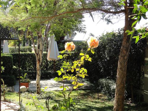 Taman di luar Constantia Manor Guest House