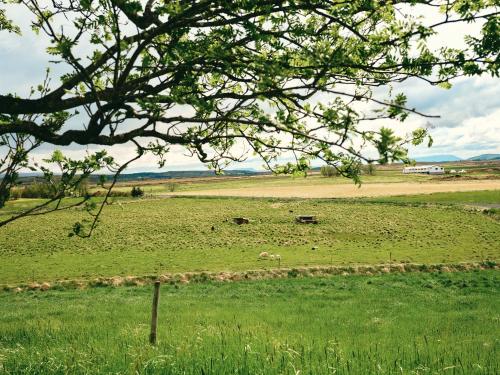 a field with some animals in the grass at Kjarnholt in Kjarnholt