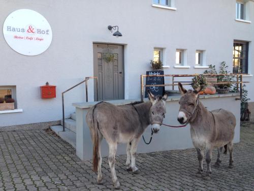 two donkeys standing in front of a building at Haus & Hof Guest House in Perl