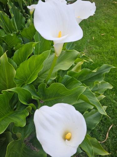 a group of white flowers with green leaves at Les LYS in Locronan