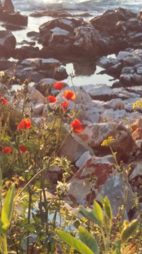 a group of red flowers on rocks near the water at Elezar in Neon Oitilon