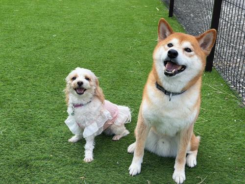 two dogs sitting next to each other on the grass at Habitacion Cottage Suzu in Fujikawaguchiko