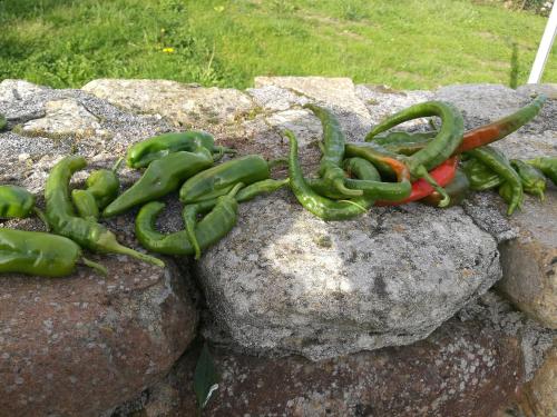 a group of green peppers on a rock at Las Azadas in Tezanos