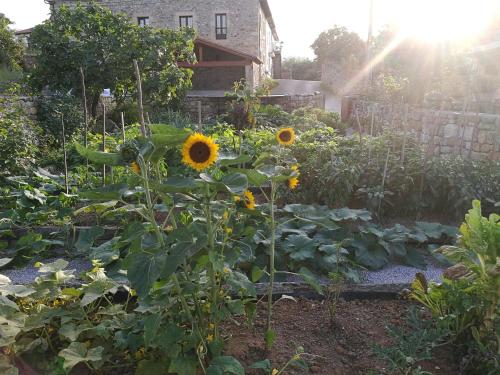 a garden filled with sunflowers in a yard at Las Azadas in Tezanos