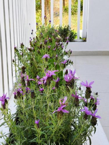 a pot of purple flowers on a porch at Oikos Apartments in Haraki