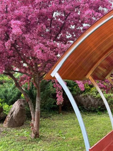 a tree with pink flowers in front of a bench at Meiranu krasts in Bērzgale