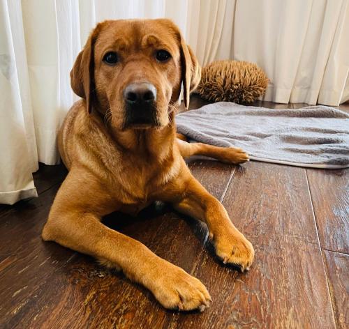 a brown dog laying on a wooden floor at Neo Hotel Linde Esslingen in Esslingen
