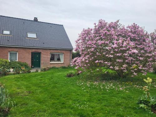a pink flowering tree in front of a house at La Vallée des Trois Monts in Saint-Sylvestre-Cappel