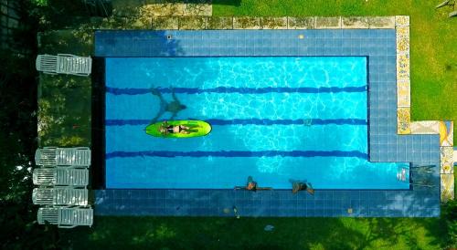 an overhead view of two dogs in a swimming pool at Villa Gaetano Unawatuna in Unawatuna