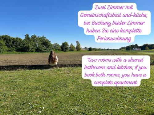 a picture of a field with a dog sitting in the grass at Gästezimmer Mia in Donauwörth