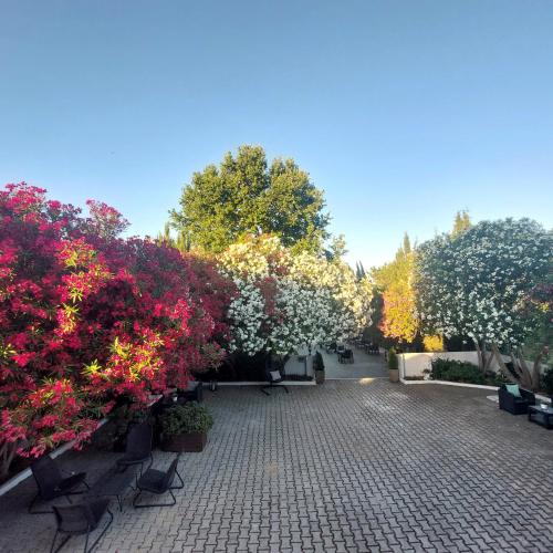 a group of trees with flowers in a courtyard at Manta Guest - Manta Rota Beach in Manta Rota