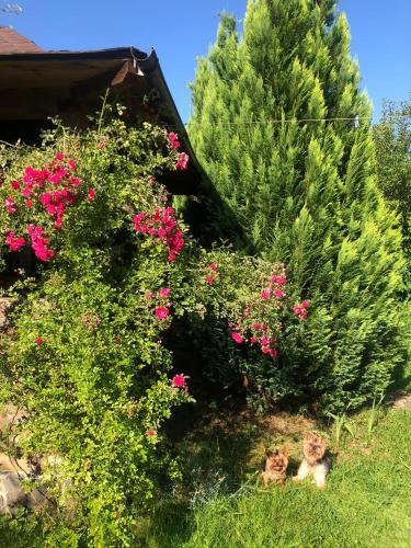 two cats sitting in the grass next to flowers at Котедж Гірський in Yaremche