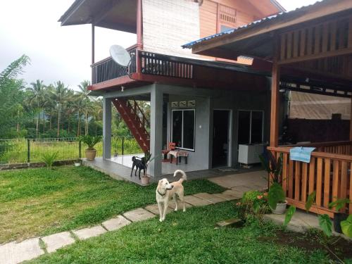 two dogs standing in front of a house at Homestay Alina in Tomohon