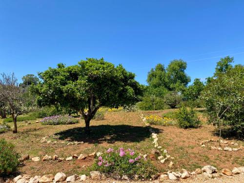Quinta do Coala - Spacious Countryside Orchard House & Cottage, 10 min from Lagos
