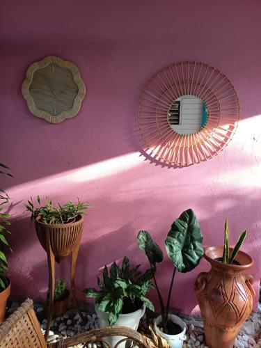 a pink wall with potted plants and a mirror at Ma case créole in Port-Louis