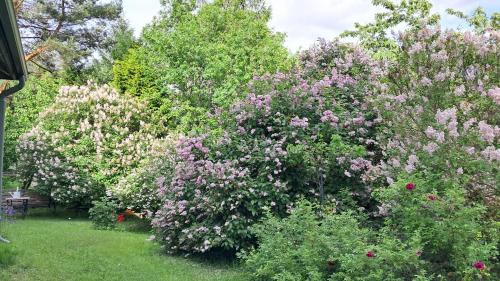a group of bushes with pink flowers in a yard at Villa Vintage in Tammela