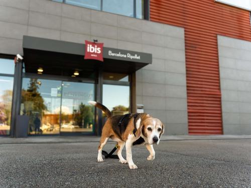 a dog walking in the street in front of a store at Ibis Ripollet in Ripollet