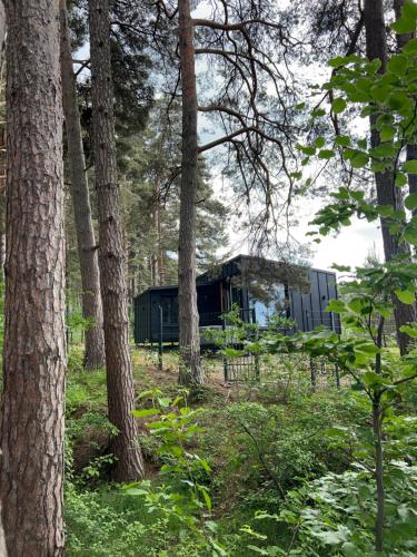 a cabin in the middle of a forest with trees at Connect Cabin - Bungalow Brasov, jacuzzi & forest view in Purcăreni