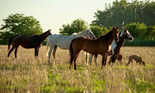 a group of horses and a dog in a field at Petion Polo Ranch in Cañuelas