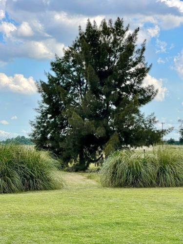 a large pine tree in a field with grass at Petion Polo Ranch in Cañuelas