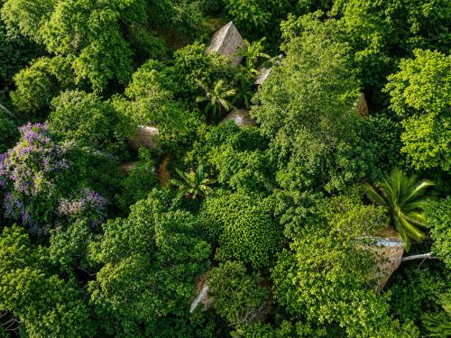 an overhead view of a forest of trees and plants at Ecocio Explorations in Coron