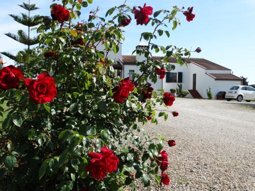 a bush of red roses in front of a house at Il Pagio in Alghero