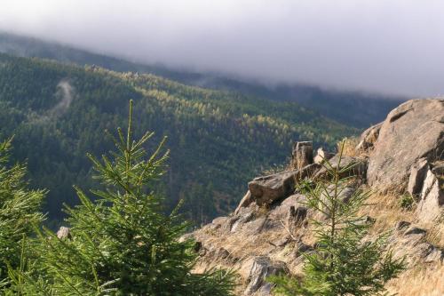 a view from the top of a mountain with trees at Landhaus Zu den Rothen Forellen in Ilsenburg