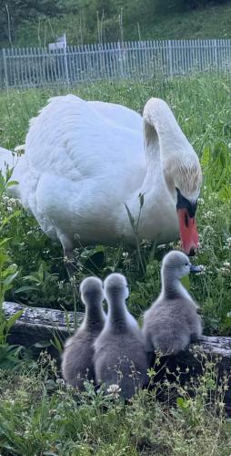 a swan and three baby birds standing in the grass at Adeline in Dascio