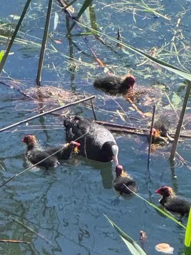 a group of ducks swimming in the water at Adeline in Dascio