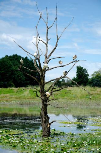 a tree with birds sitting on it in the water at Rawdons Hotel & Brewery in Nottingham Road