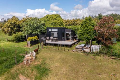 a black tiny house with goats in a field at Fig Cottage in New Plymouth