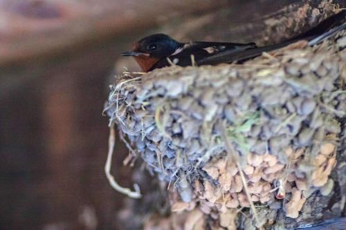 a bird is sitting on top of a nest at Kruchma Bratyata Guest House in Kovachevitsa