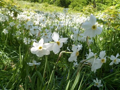 a field of white flowers in the grass at Pension Grünauhof in Grünau im Almtal