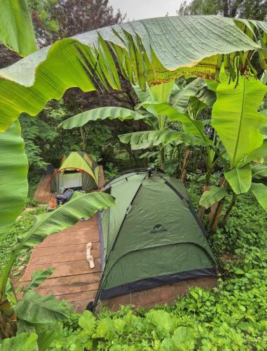 a tent in the middle of a forest with trees at Forest & Sea Campsite in Ts'ikhisdziri