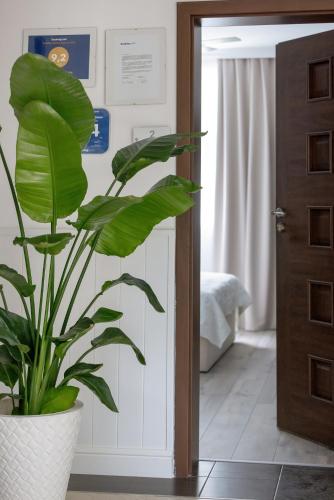 a plant in a room next to a door at Zwierzyńscy Residence in Pobierowo