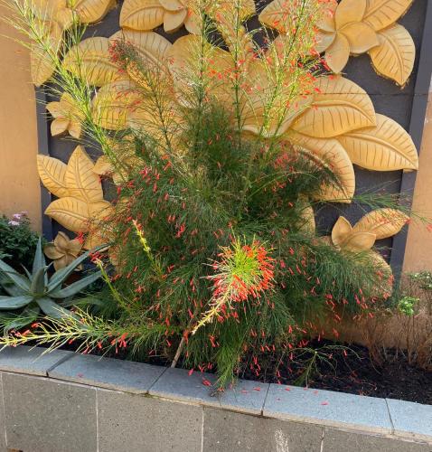 a plant in front of a wall with plants at N'taba River Lodge & Spa in Port St. Johns