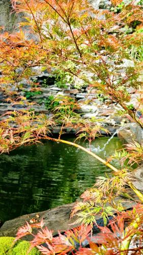 a branch of a tree next to a body of water at La Maison Brevan in Châteaulin