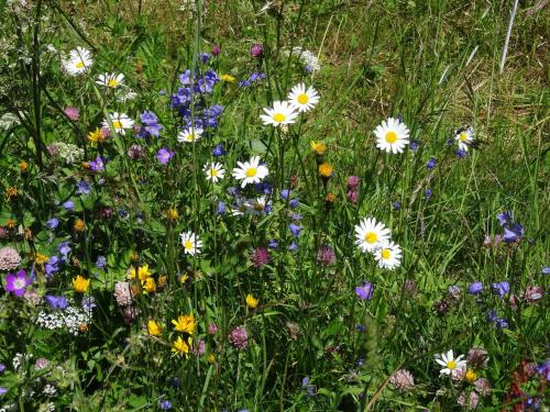 a field of flowers in a grassy field at Studio Türkis in Grächen