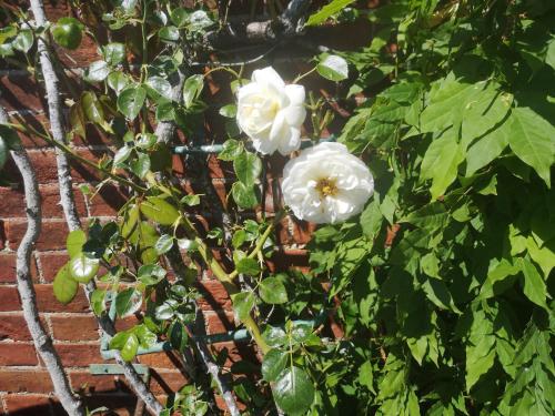 two white flowers are growing on a brick wall at Priory Cottage Castle Acre in Castle Acre
