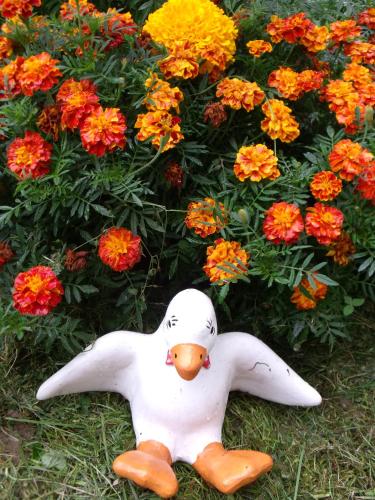 a plastic duck laying on the ground in front of flowers at Viola Vendégház in Kehidakustány