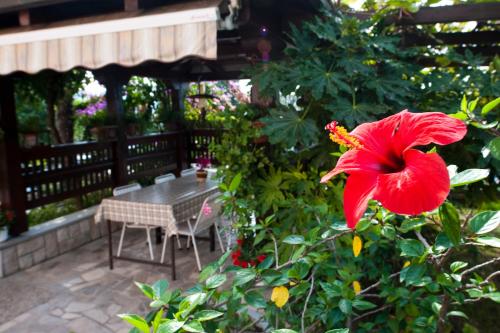 a red flower on a bush next to a table at Apartments Portoroz in Portorož