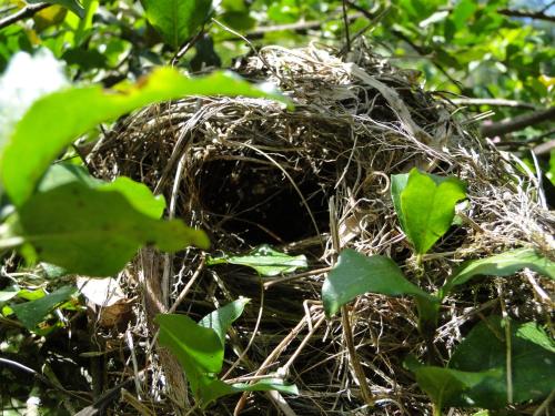 a bird nest in a tree with green leaves at Pousada Romântica Serra da Mata in Penedo