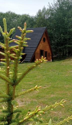 a house in a field with a plant in front of it at Maria - Brebu Nou in Brebu Nou