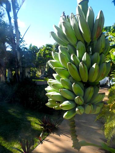 a bunch of green bananas hanging from a tree at Kalani Hawaii Private Lodging in Pupukea