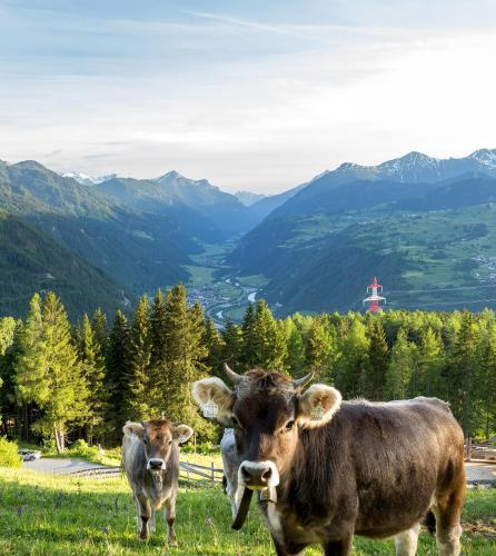 two cows standing in a field with mountains in the background at Biohof-Inntalblick in Kaunerberg