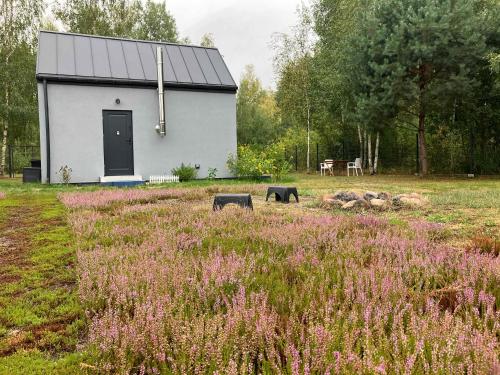 ein kleines weißes Gebäude auf einem Feld mit lila Blumen in der Unterkunft Wrzosowisko - Leśny Azyl dla Dwojga in Smolarnia